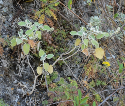 Sideritis cretica subsp. cretica image