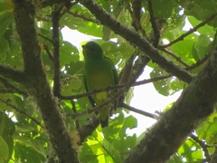 Chlorophonia occipitalis