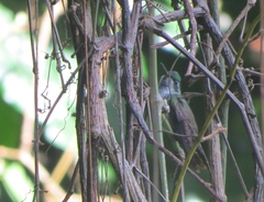 Lampornis viridipallens