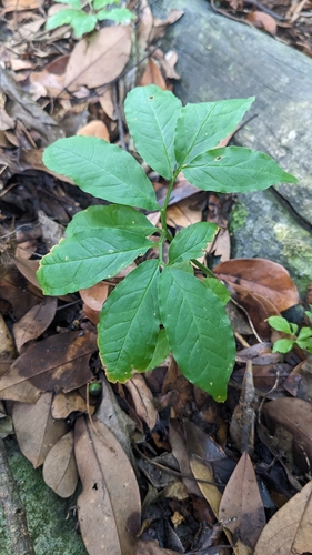 Arisaema heterophyllum, photograph 4