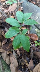 Arisaema heterophyllum, photograph Cheng-Te Hsu, CC BY, iNaturalist via GBIF
