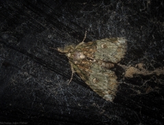 Plotheia exacta