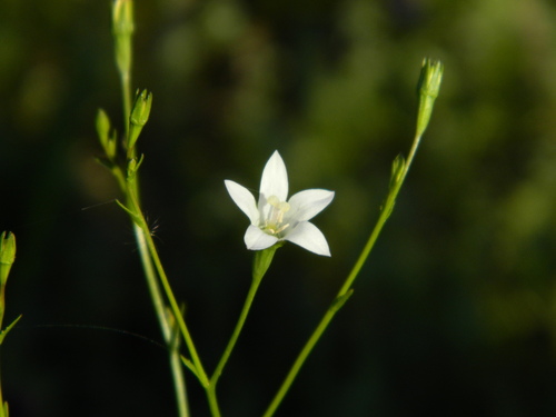 Image of Wahlenbergia linarioides by (c) Eduardo Luis Beltrocco, some rights reserved (CC BY)