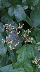 Causonis corniculata, photograph Cheng-Te Hsu, CC BY, iNaturalist via GBIF