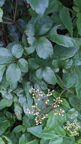 Causonis corniculata, photograph 3
