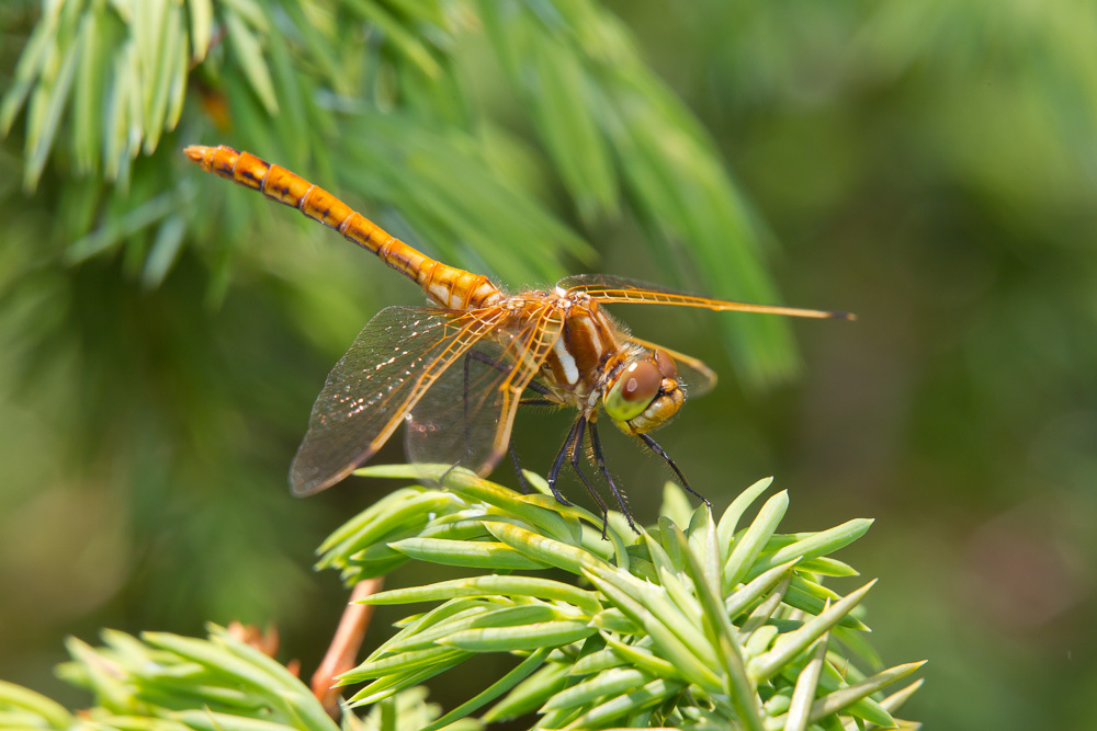 Red Veined Meadowhawk From Lost Lake Area Larimer Co Colorado On July By Greg Lasley