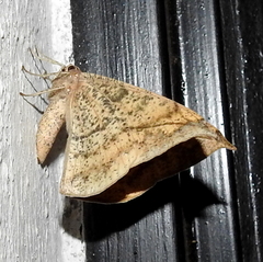 Geometridae
