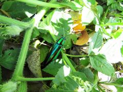 Chrysochroa fulgidissima