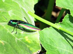 Chrysochroa fulgidissima