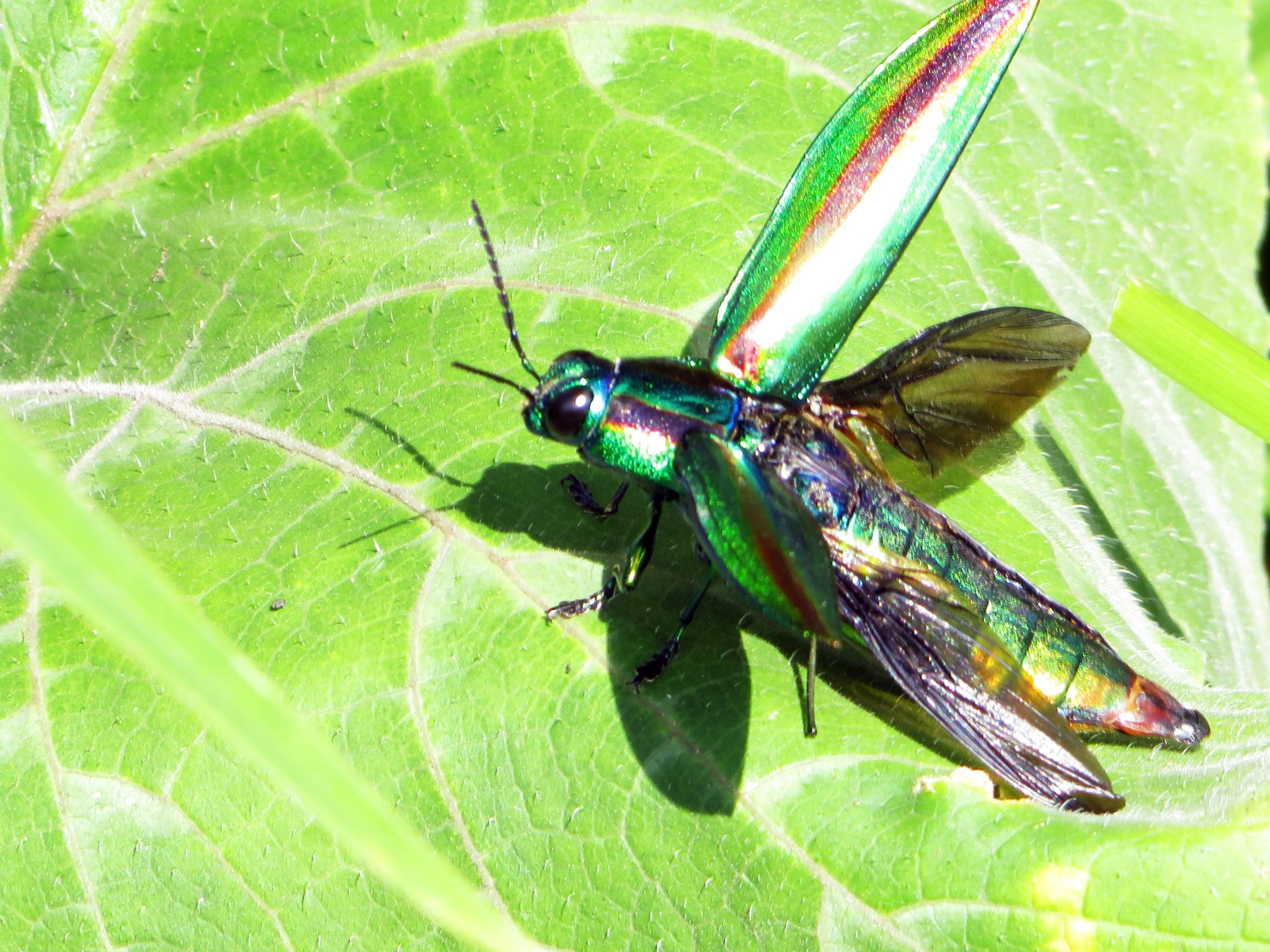 Japanese Jewel Beetle (Chrysochroa fulgidissima) · iNaturalist