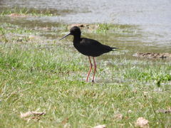 Himantopus novaezelandiae