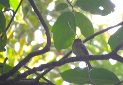 Empidonax flavescens