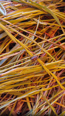 Dendryphantes mordax