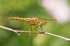 Sympetrum madidum