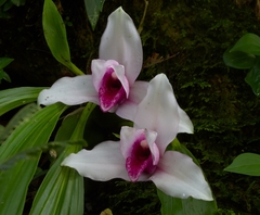 Lycaste virginalis