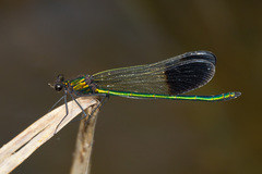 Calopteryx aequabilis
