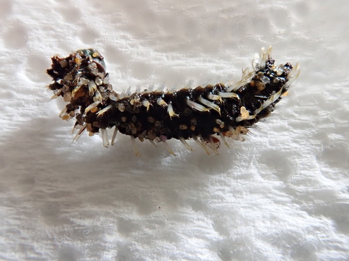 Amphinome rostrata