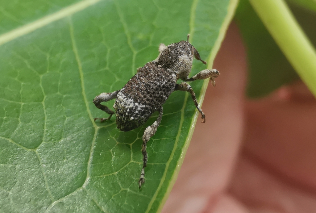 Camptorhinus humeralis