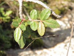 Burseraceae