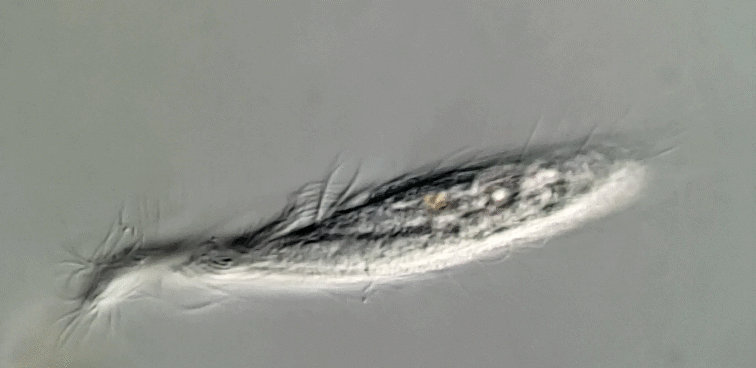 Muranothrix felix