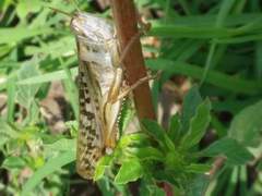 Schistocerca piceifrons