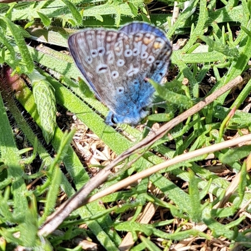 Polyommatus icarus