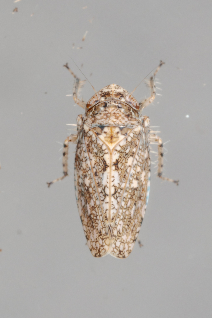 Texananus ovatus