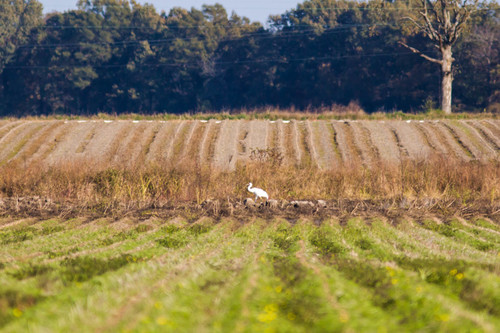 Whooping Crane photographed in Arkansas