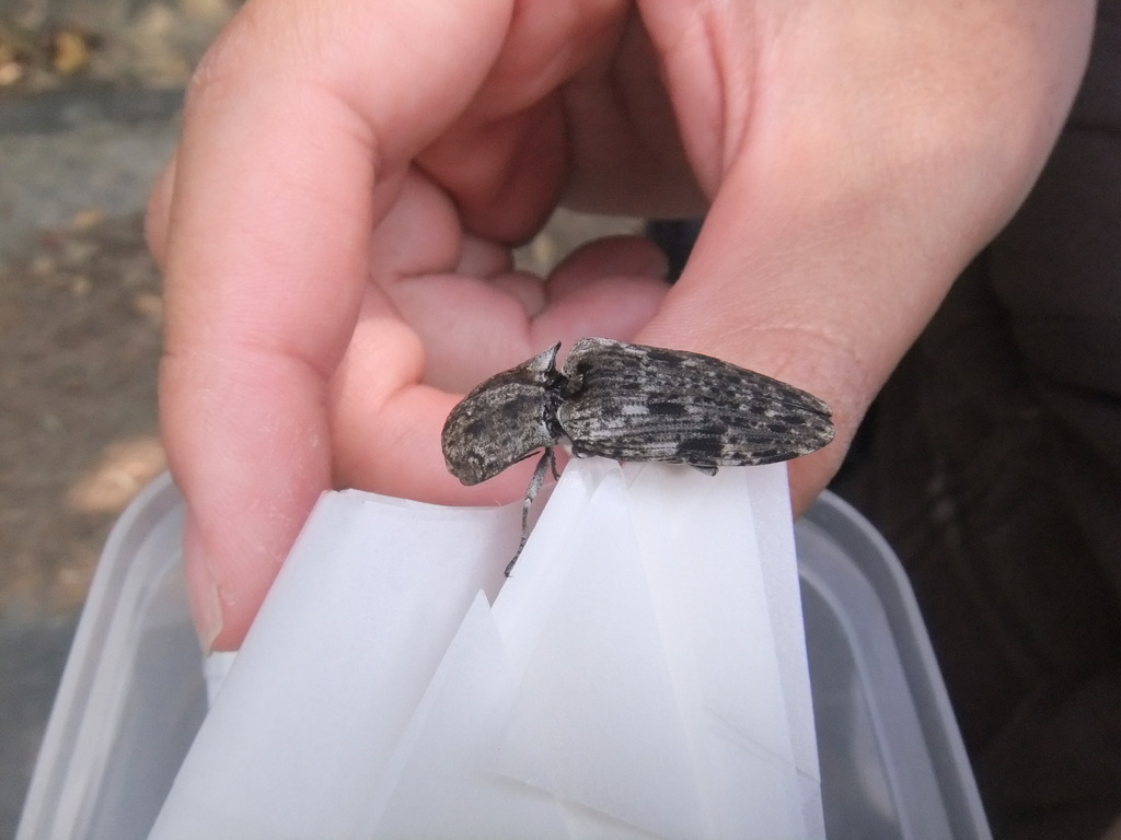 Cryptalaus berus in March 2012 by hakkahamushi · iNaturalist