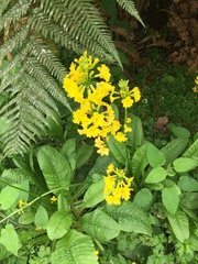 Angiospermae