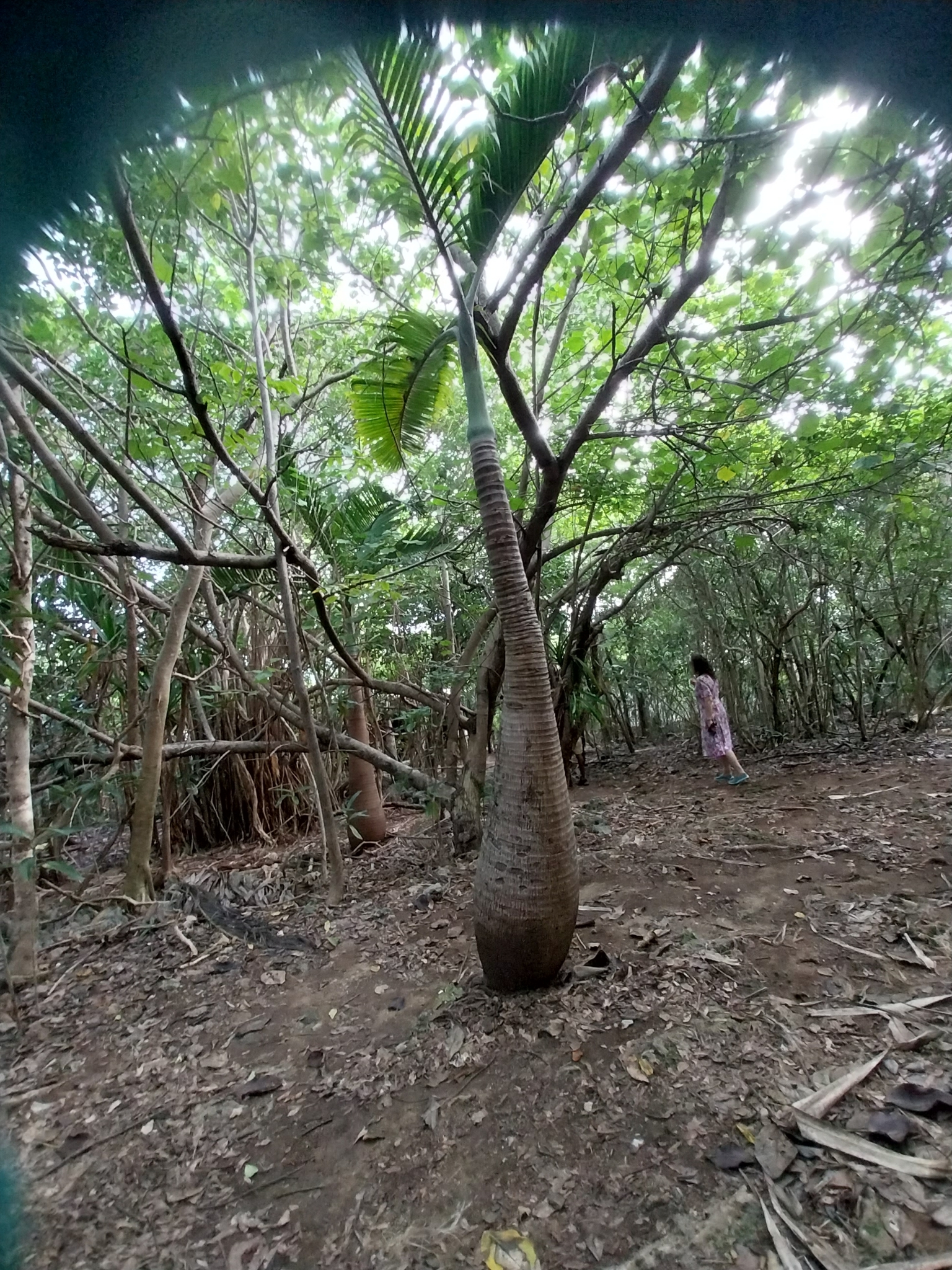 Imagem de Palmeira-garrafa