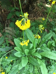 Angiospermae