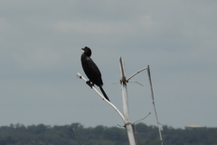 Microcarbo africanus