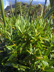 Veronica flavida
