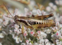 Phaedrotettix accola