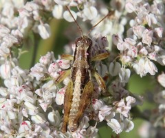 Phaedrotettix accola