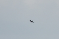 Milvus migrans