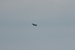 Milvus migrans