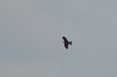 Milvus migrans