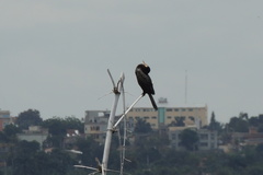 Microcarbo africanus