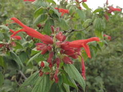 Salvia sessei
