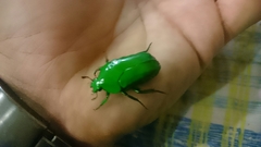 Ischiopsopha wallacei