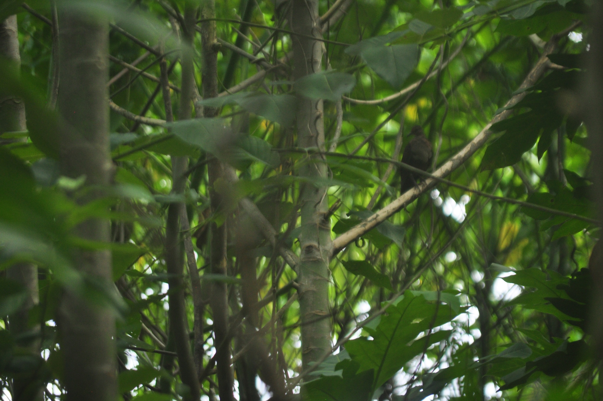 Shy Ground Dove (Pampusana stairi), photo 6
