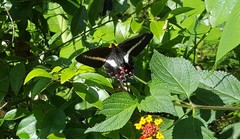 Parides proneus
