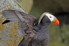 Tufted Puffin photo 1