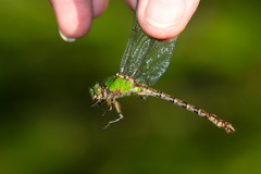 Ophiogomphus rupinsulensis