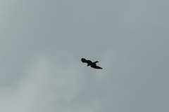 Milvus migrans