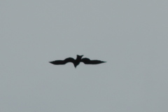 Milvus migrans