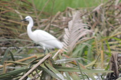 Egretta garzetta