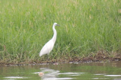 Ardeinae